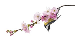 flowering branch