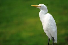 Great White Egret Bird Royalty Free Stock Image