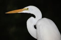 Great White Egret - Portrait Stock Image Great White Egret - Portrait Stock Image
