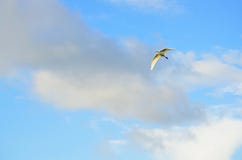 A great white egret flying in a cloud streaked sky. royalty free stock photos A great white egret flying in a cloud streaked sky. royalty free stock photos