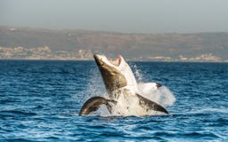 Great White Shark ( Carcharodon carcharias ) breaching in an attack stock photos Great White Shark ( Carcharodon carcharias ) breaching in an attack stock photos