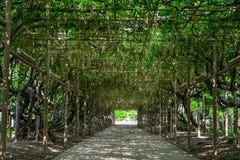 Great Wisteria tree at flower park stock photos Great Wisteria tree at flower park stock photos