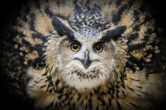 Greate eurasian owl close up portrait