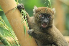 Greater Bamboo Lemur Royalty Free Stock Images