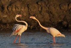 Great Crested Grebe from Gujarat, India royalty free stock photography Great Crested Grebe from Gujarat, India royalty free stock photography