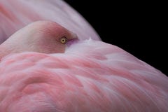 Greater Flamingo, Phoenicopterus Roseus. Close Up Detail Of Head And Eye Stock Photos