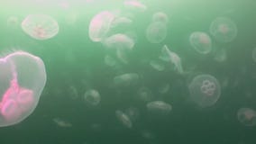 Greater jellyfish in the green waters of the sea. stock video footage Greater jellyfish in the green waters of the sea. stock video footage