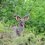 Greater Kudu Male (Tragelaphus Strepsiceros) Royalty Free Stock Photos
