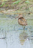 Greater Painted-snipe (male) Royalty Free Stock Photography Greater Painted-snipe (male) Royalty Free Stock Photography