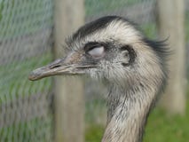 Greater rhea looking out at the day stock photos Greater rhea looking out at the day stock photos