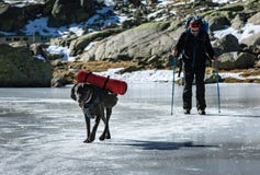 Gredos, Ισπανία 12-Ιανουάριος-2019 Σκυλί οδηγών και ο ιδιοκτήτης ορεσιβίων του που περπατούν επάνω από τη λίμνη πάγου στοκ φωτογραφία με δικαίωμα ελεύθερης χρήσης Gredos, Ισπανία 12-Ιανουάριος-2019 Σκυλί οδηγών και ο ιδιοκτήτης ορεσιβίων του που περπατούν επάνω από τη λίμνη πάγου στοκ φωτογραφία με δικαίωμα ελεύθερης χρήσης