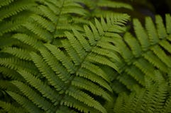 Greeen paprocie obrazy royalty free Greeen paprocie obrazy royalty free