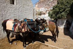 Greek Donkeys Stock Photos