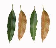 Green And Brown Leaves Of Mango Trees Isolated On White Background. Stock Photos