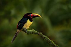 Green Aracari, Pteroglossus viridis, yellow and black small touc. An bird in the nature habitat. Exotic animal in tropical forest, green mountain vegetation Stock Photo Green Aracari, Pteroglossus viridis, yellow and black small touc. An bird in the nature habitat. Exotic animal in tropical forest, green mountain vegetation Stock Photo