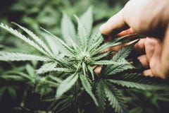 Green background of leaves. Medicinal indica with CBD. In door grow hemp. Young cannabis plant. stock image Green background of leaves. Medicinal indica with CBD. In door grow hemp. Young cannabis plant. stock image