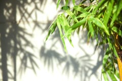 Green bamboo leaves leaving shadows against a soft focus on white wall . royalty free stock photos Green bamboo leaves leaving shadows against a soft focus on white wall . royalty free stock photos