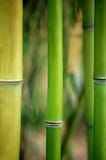 Green bamboo plant wall as a background stock images Green bamboo plant wall as a background stock images