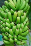 Green Banana Stock Image