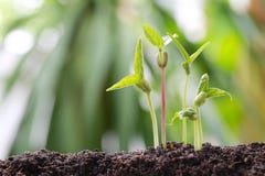 natu bean soil garden abstract bokeh background sprouts vegetable bright pink light