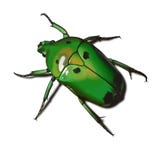 Green beetle. A small green insect known as the bug-ram