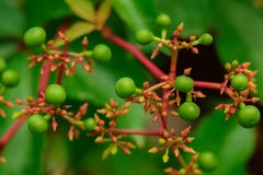 Green berries of wild vines