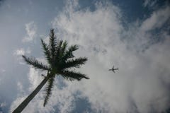 Green palm and small plane on the blue sky with clouds royalty free stock images Green palm and small plane on the blue sky with clouds royalty free stock images