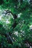 Green Big Tree Stock Photo Green Big Tree Stock Photo
