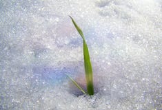 Green Blade Of Grass Grows From Under The Snow Stock Image Green Blade Of Grass Grows From Under The Snow Stock Image