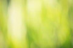 Green Bokeh Background Stock Photography