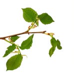Green Branch Royalty Free Stock Photo