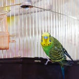 Green Budgerigar (domestic budgie) on cage Stock Photography Green Budgerigar (domestic budgie) on cage Stock Photography