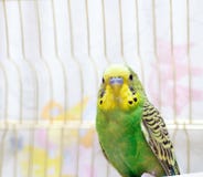 Green Budgerigar (domestic budgie) on cage Royalty Free Stock Photos Green Budgerigar (domestic budgie) on cage Royalty Free Stock Photos