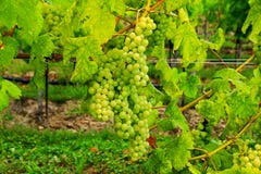 Green Bunches Of Wine Stock Image