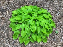 Green Bush of Heart Shaped Leaves stock photos Green Bush of Heart Shaped Leaves stock photos
