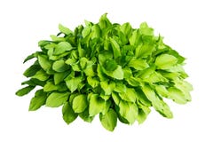 Green bush with large leaves isolated on white background. Royalty Free Stock Photography Green bush with large leaves isolated on white background. Royalty Free Stock Photography