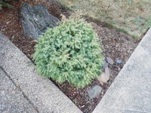 Green bush with rocks and grey cement royalty free stock image Green bush with rocks and grey cement royalty free stock image