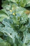 Green Cabbage Cultivation Stock Photos