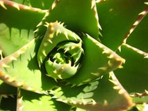 Green Cactus Green Cactus