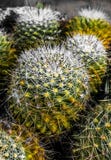 Green cactus is nice creation of nature royalty free stock photography Green cactus is nice creation of nature royalty free stock photography