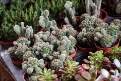 Green cactus plants in pots, farm, garden Royalty Free Stock Photos Green cactus plants in pots, farm, garden Royalty Free Stock Photos
