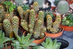 Green cactus plants in pots, farm, garden Stock Photography Green cactus plants in pots, farm, garden Stock Photography