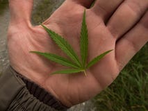 Green canabis on marihuana field farm stock photography Green canabis on marihuana field farm stock photography