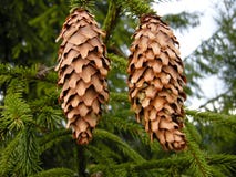 Green Christmas tree with cones royalty free stock image Green Christmas tree with cones royalty free stock image