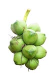 Green Coconut Stock Photography