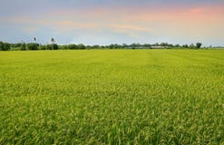 Green cornfield with blue sky and clouds in the morning at Thailand. Green cornfield with blue sky and clouds in the evening at Thailand, Idea agriculture Stock Photography Green cornfield with blue sky and clouds in the morning at Thailand. Green cornfield with blue sky and clouds in the evening at Thailand, Idea agriculture Stock Photography