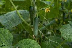 Green cucumbers hanging on lianas of cucumber plants in green house