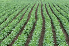 Green cultivated soy bean field in early summer stock images Green cultivated soy bean field in early summer stock images