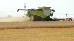 A Green Dry Harvester With A White Part Of The Crop Harvests The Harvest During Harvest. Part Of The Field Is Already stock video footage A Green Dry Harvester With A White Part Of The Crop Harvests The Harvest During Harvest. Part Of The Field Is Already stock video footage