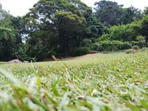 Green lawn and huge trees stock images Green lawn and huge trees stock images